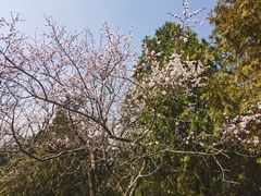 -翼松楼餐厅