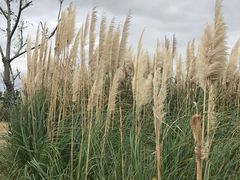 -鹦鹉洲湿地公园