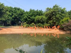-广州长隆飞鸟乐园