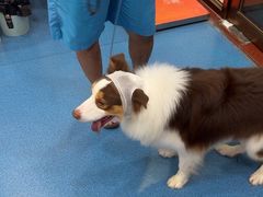 -创凡宠物医院·骨专科  猫科中心(西乡分院)