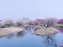 -花开海上生态园