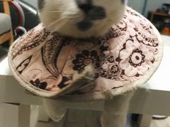 -伟伟宠物医院·瑞派猫友好医院·猫科(光谷店)