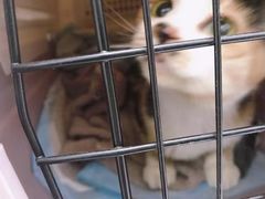 -伟伟宠物医院·CT影像中心·瑞派犬猫综合性门诊(汉口总院)