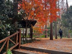 -上海共青森林公园