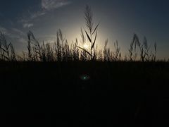 -金塔沙漠胡杨林景区