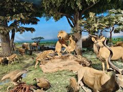 -国家自然博物馆