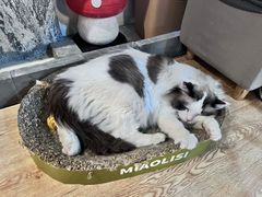 -白兔子密室(长寿路店)