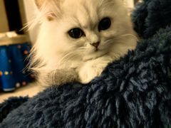 -东方名猫馆·英短金渐层布偶猫舍(环线广场1号楼店)