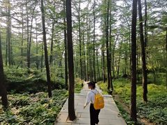 -鲁山国家森林公园