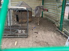 -大鹅岛绿色生态美食园
