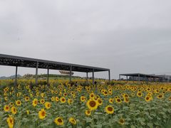-光明小镇欢乐田园