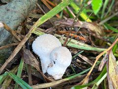 -五营红松林海景区