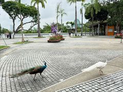 -圣淘沙天际线斜坡滑车