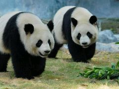 -深圳野生动物园