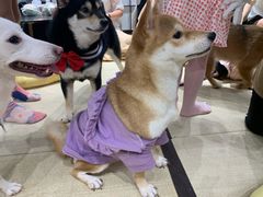 -逗柴咖啡屋·狗咖猫咖宠物桌游