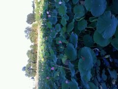 android_upload_pic-鲜鱼居饭店