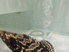 两吃鲜活石斑鱼-牛村来人潮汕牛肉火锅(西单店)