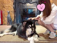 -more than meow吴止猫主题餐厅(承德 中船汇店)