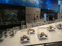 -北京周口店北京人遗址博物馆