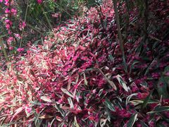 -东南花都花博园
