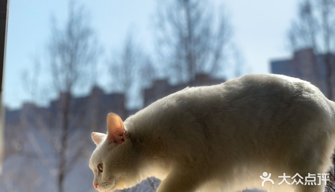 自制猫猫顶级餐食！铲屎官福音！