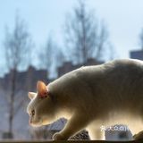 自制猫猫顶级餐食！铲屎官福音！