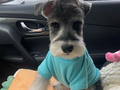 -爱宠屋pet shop·宠物洗澡·宠物美容