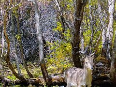 -稻城亚丁景区-冲古草甸