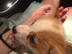 -翊宠yipet猫狗购宠庄园犬舍•猫舍