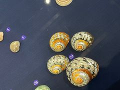 -青岛贝壳博物馆