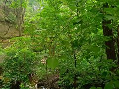 -大岭沟猕猴桃谷风景区