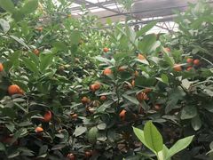 -兰陵国家农业公园