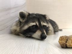-浣熊柯尔鸭土拨鼠·电玩咖
