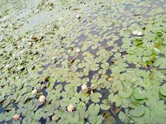 -长兴太湖图影湿地文化园