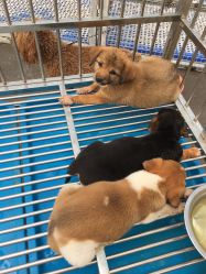 -萌宠亲子动物乐园(槐房万达店)