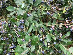 -金谷域澳洲庄园