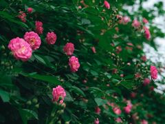 -颐和路民国时期公馆-风貌区