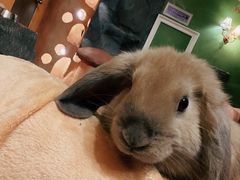 -猫猫幼稚园·撸猫·桌游·电玩