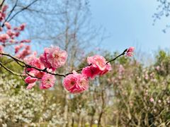 -梅花山(明孝陵内)