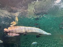 -上海海洋水族馆