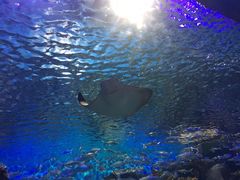 -华夏文旅海洋公园