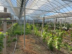 -马陆小张葡萄园农家乐