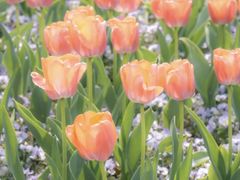 -东南大学(九龙湖校区)