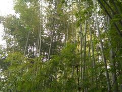 -蜀南竹海景区