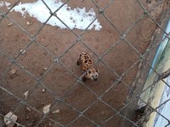 -西霞口神雕山野生动物世界