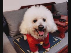 -顺强宠物诊所·狂犬免疫·夜诊·骨科(嘉定店)