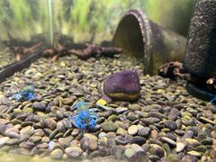 -上海大自然野生昆虫馆