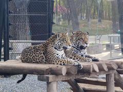 -北京野生动物园