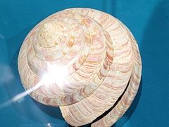 -青岛贝壳博物馆