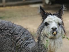 -北京动物园-畅观楼